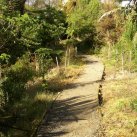 Top path. June 2004. Cambridge Tree Trust